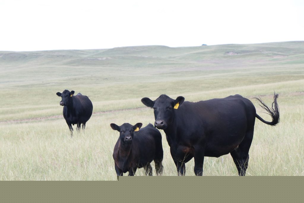 USDA announces phased reopening of southern ports for livestock trade