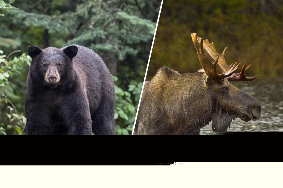 Maine Stands Out Among the Top States for Wildlife in America