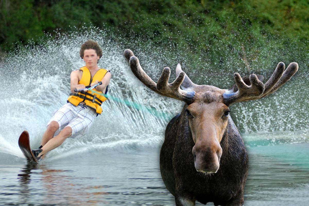 Waterskiers Encounter A Moose In The Portage Canal