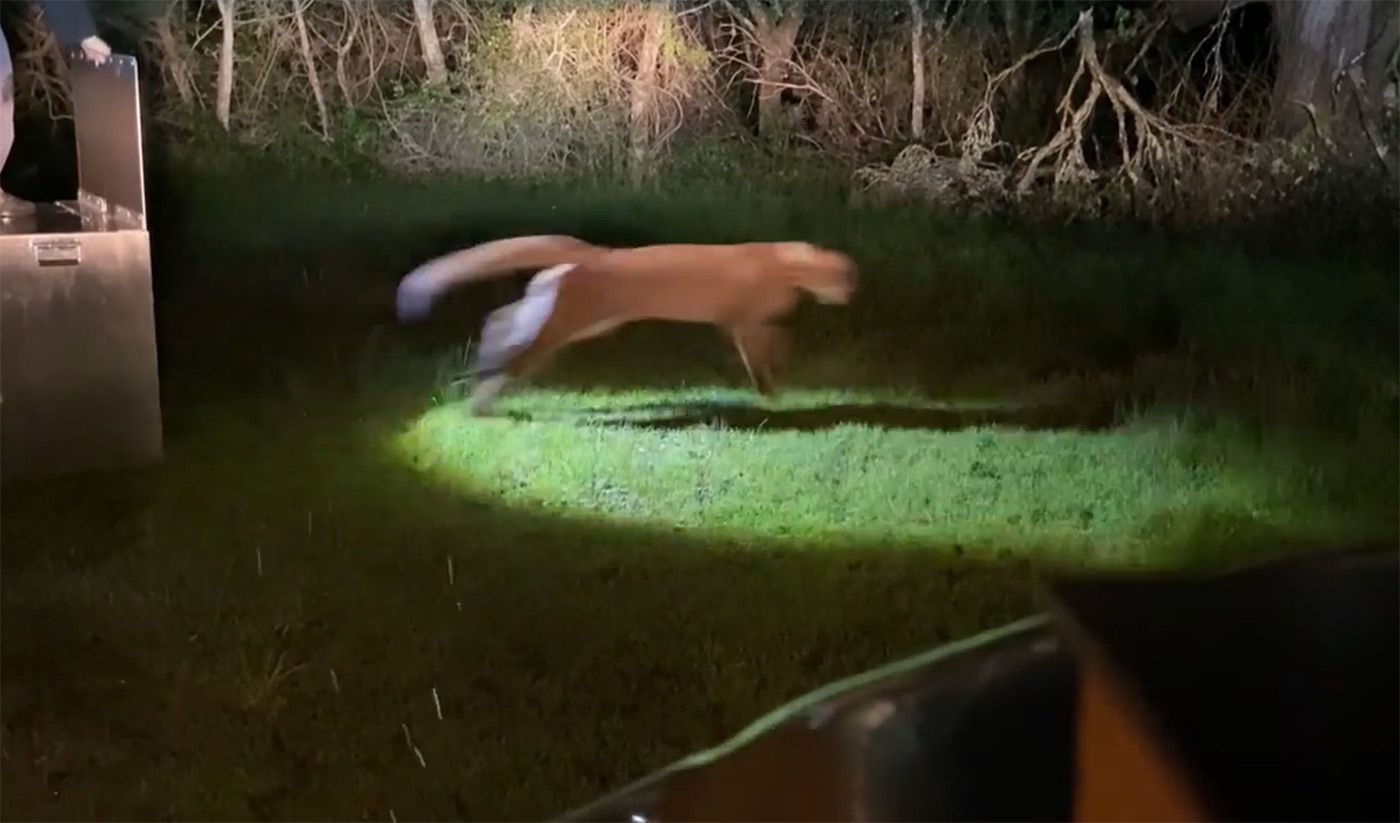 Videos Show Capture of Mountain Lion Who Went Wandering Around Pacific Heights, and His Release to the Wild