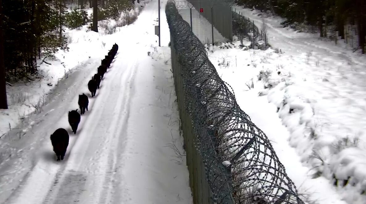 Netikėti svečiai pasienyje: kameros užfiksavo 12-kos šernų šeimynos „mankštelę“ taku