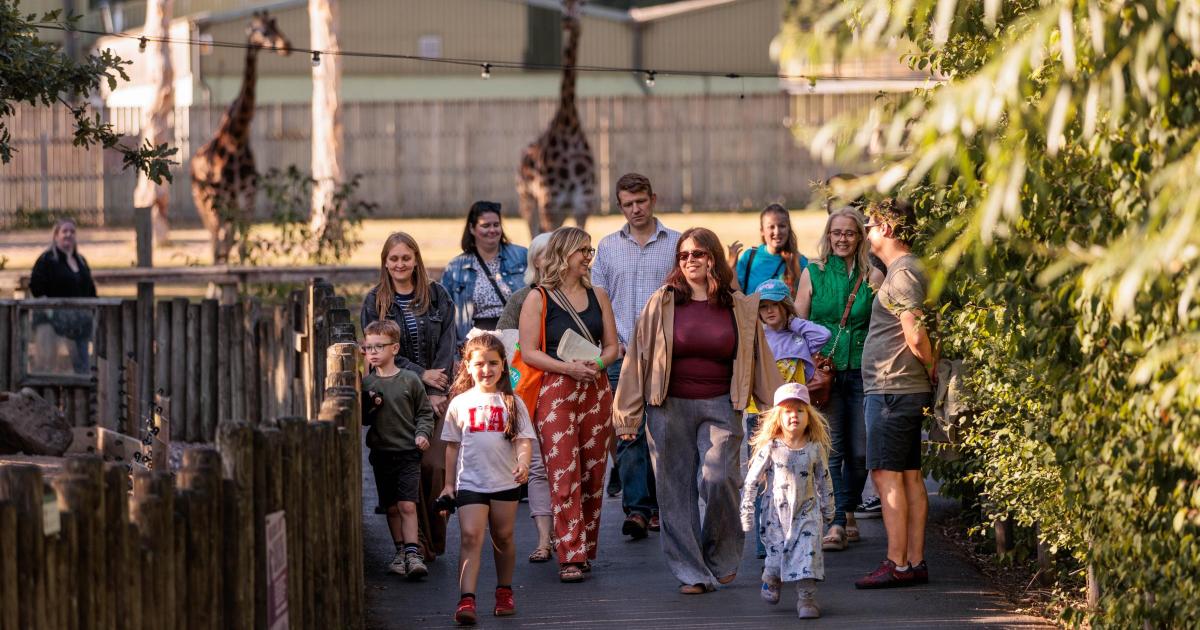 The UK safari sleepover where families camp beside giraffes, lions, tigers and bears