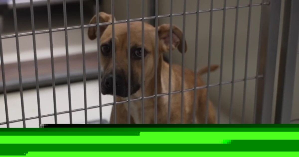 Kern County Animal Services to host public safety meeting on animal control Wednesday night