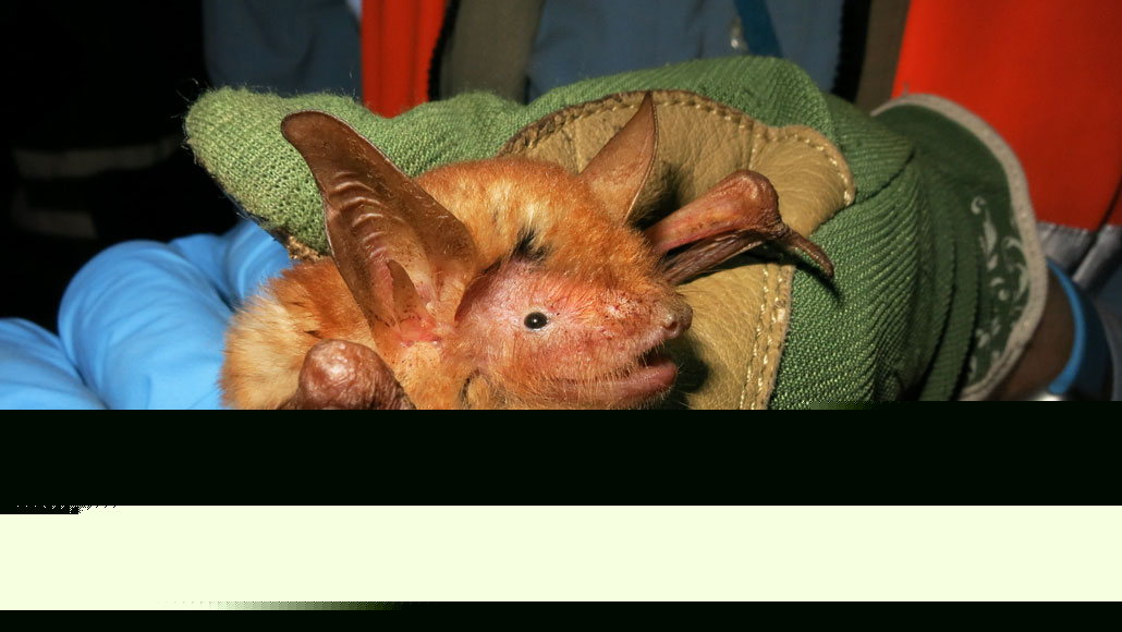 Comment on A new orange and black bat species is always ready for Halloween by Mic’d bats reveal midnight songbird attacks - PressReleaseFeed.com