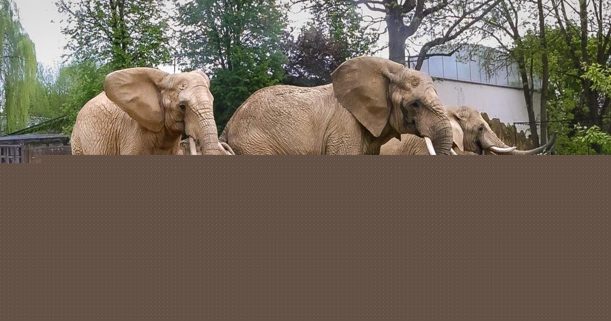 Safari: Jaké pokroky dělá slonice Bamba v novém domově dvorského safari parku? Už se kamarádí s Umbu a Saly? (audio)