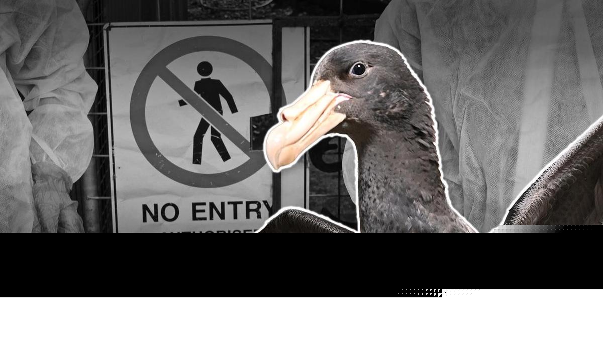 Shocking number of Aussie birds face 'extreme' flu risk