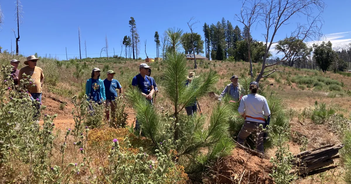 FSE Newsletter: Conifer Seedling Thinning