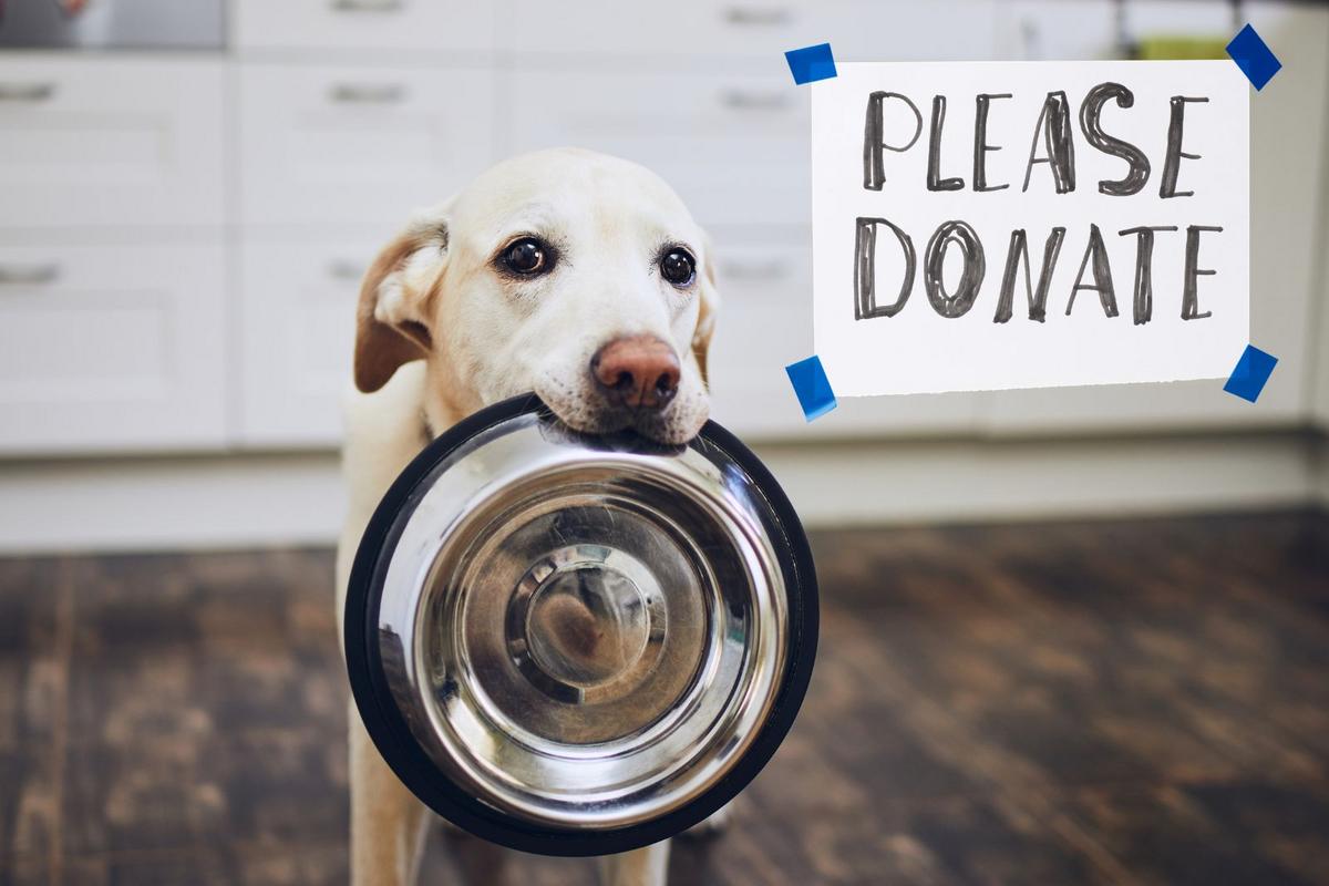 Now Is Your Chance To Help Feed Animals In Dutchess County