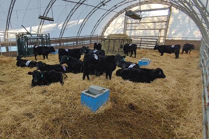 Cameras give ‘bird’s eye view’ of bovine respiratory disease
