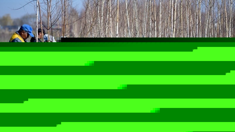 More than 3.5 million seedlings planted in Kyrgyzstan in six months