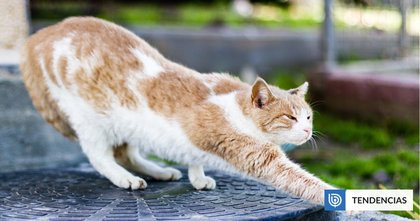 ¿Tu gato se estira al verte? El motivo detrás de este comportamiento más allá de lo físico