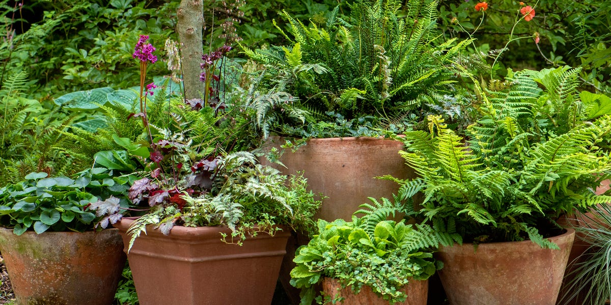 The Secret to Keeping Ferns Looking Full, Green, and Gorgeous All Season Long