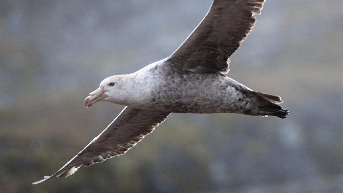 CSIRO testing confirms first case of native H5 bird flu spread, Agriculture Minister says