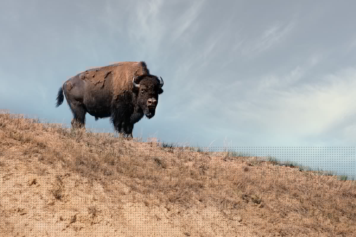Why Buffalo Live in the Wichita Mountains