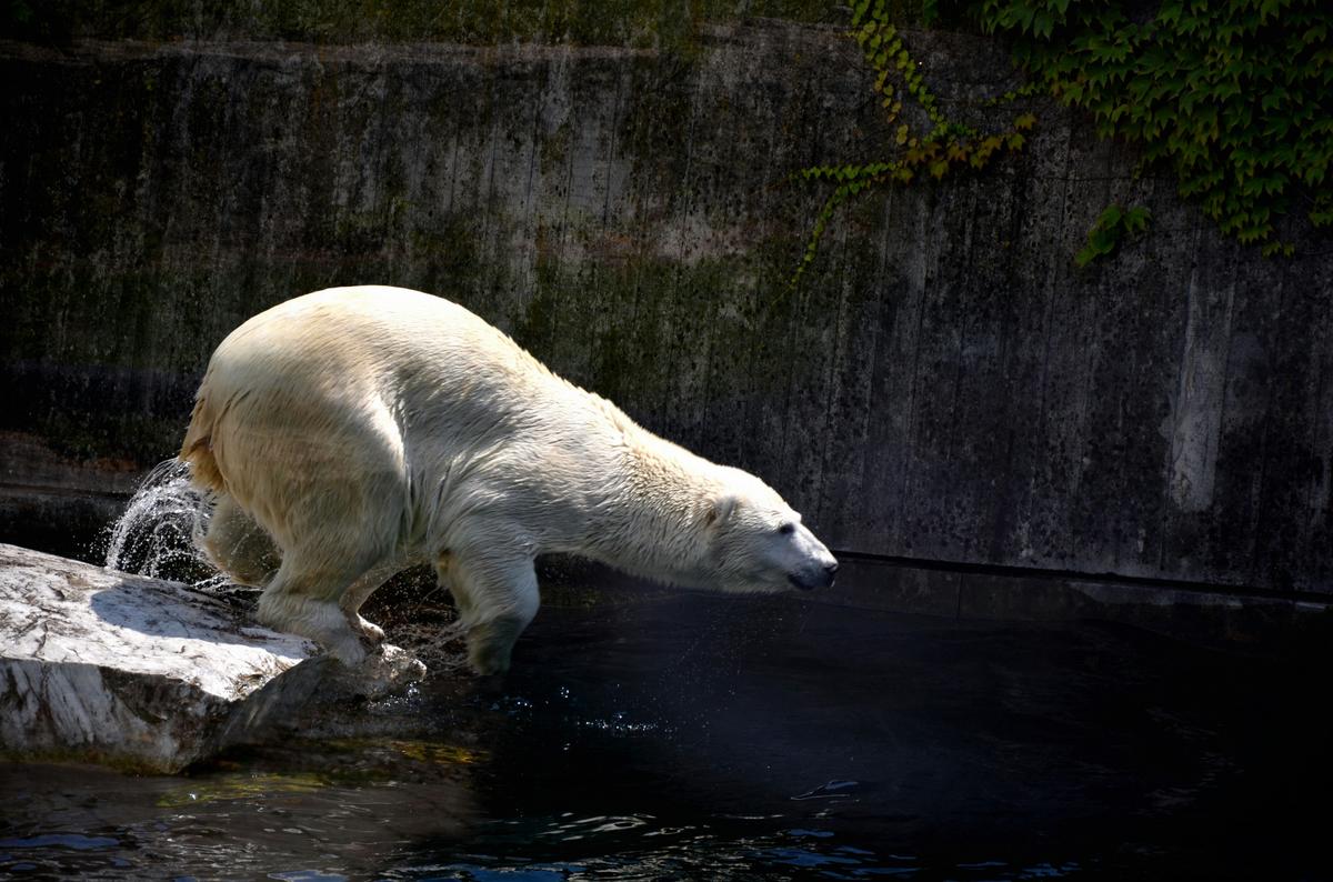 Dips and Slips: Copperas Cove Celebrates Winter with a Pool Plunge and Viral Fails