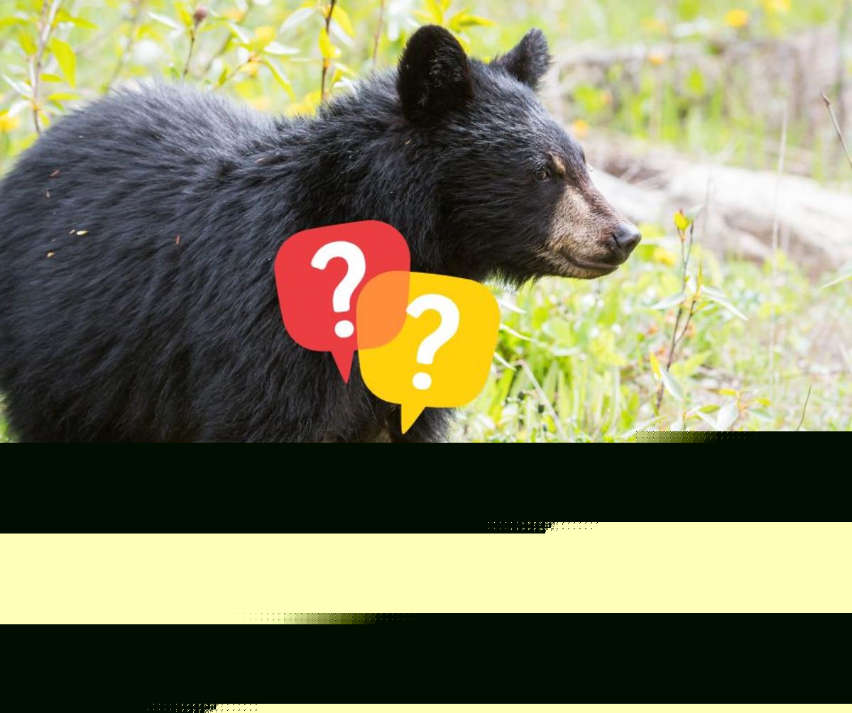 A Black Bear Encounter in NJ? Here's Exactly What You Should do