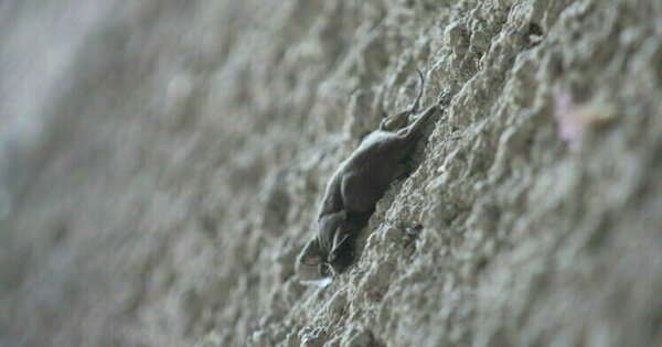 Spiking average temperatures putting Arizona bats at risk
