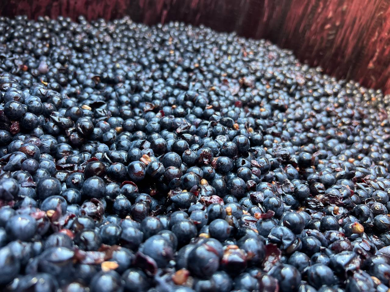 La lentezza della fermentazione e il coraggio di fidarsi