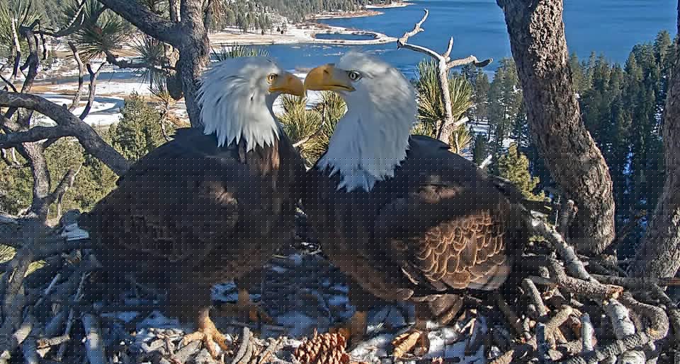 Comment on Jackie the Bald Eagle Has Passed Away by Anonymous