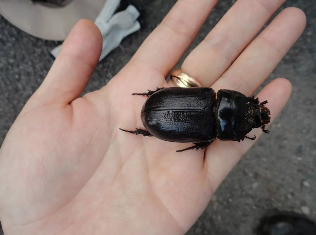 Multi-Agency Effort Continues Against Coconut Rhinoceros Beetles at Keāhole AG Park