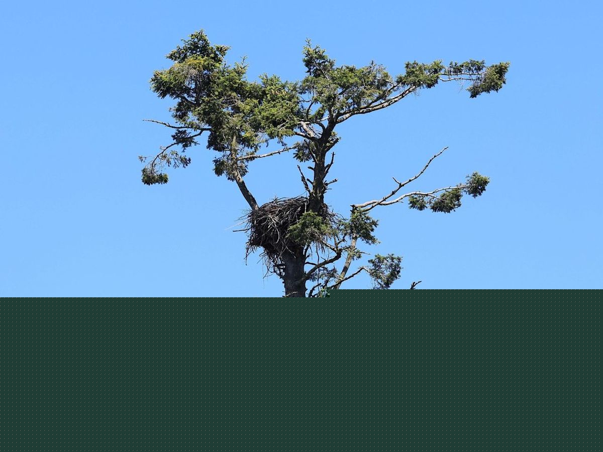 Rotting tree on a South Surrey golf course must come down. Can an eagle's nest be saved in time?