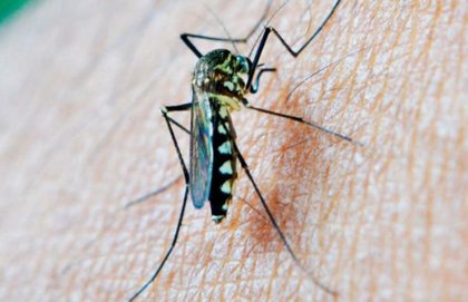 Confirman hallazgo de mosquito Aedes aegypti en Aeropuerto de Santiago: Puede transmitir dengue, chikungunya, zika y fiebre amarilla