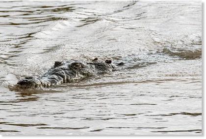 Dad of 4 attacked by crocodile in front of screaming onlookers in  Indonesia