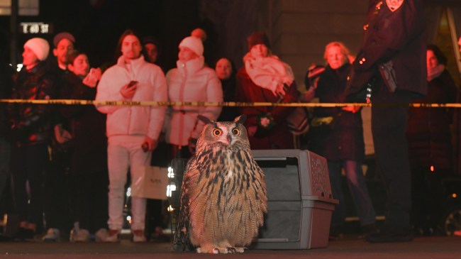 ‘Wild Inside’ Review: Flaco the Owl Can Still Change Your Life (and Maybe the World)