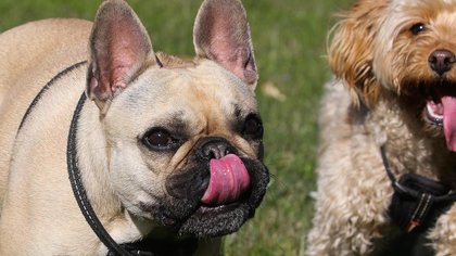Aussie council’s $2.5m dog poo bill to encourage residents pick up their pet’s mess