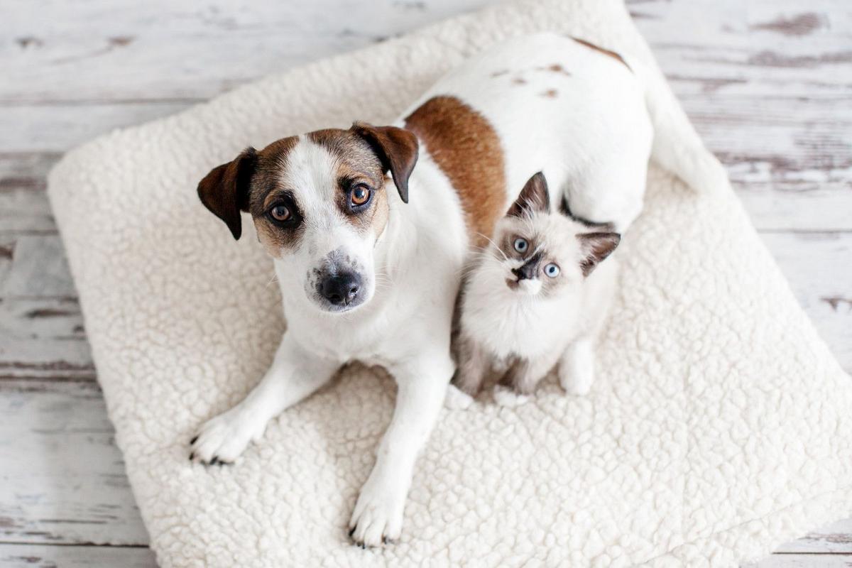 Lubbock Pet Owners: Claim Your Free Spay/Neuter Voucher Soon
