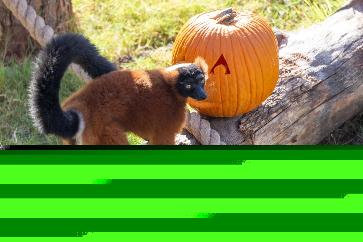 Fun, Family-Friendly Happenings At The OKC Zoo This October