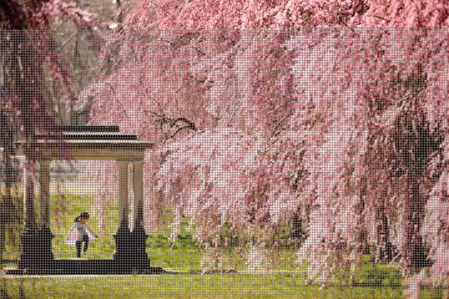 Spring blossoms