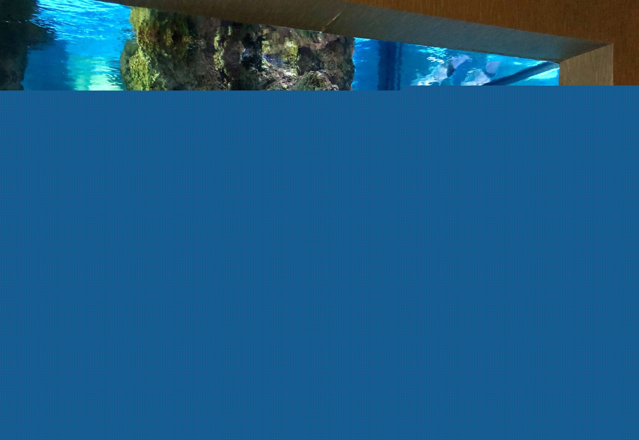 Luxe Aquariums & Grail Fish with Fluid Dynamics International