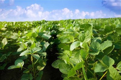 German oilseed meal exports decreased
