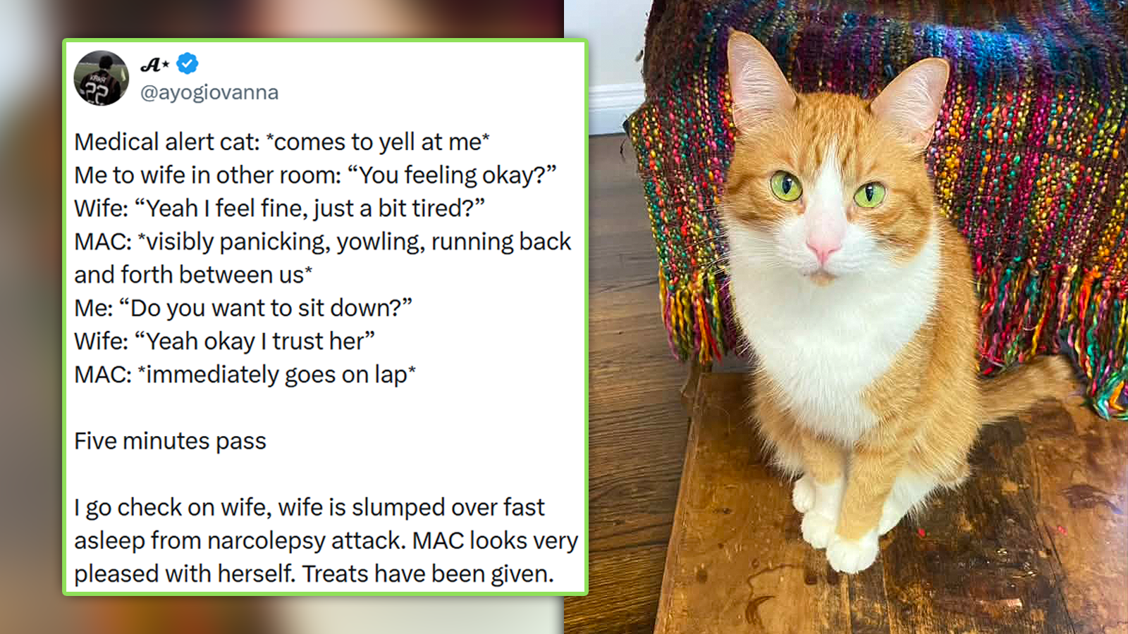 'Treats have been given': Wholesome Stories of Medical Alert Cats (With and Without Training) Coming to the Rescue at the Purrfect Time