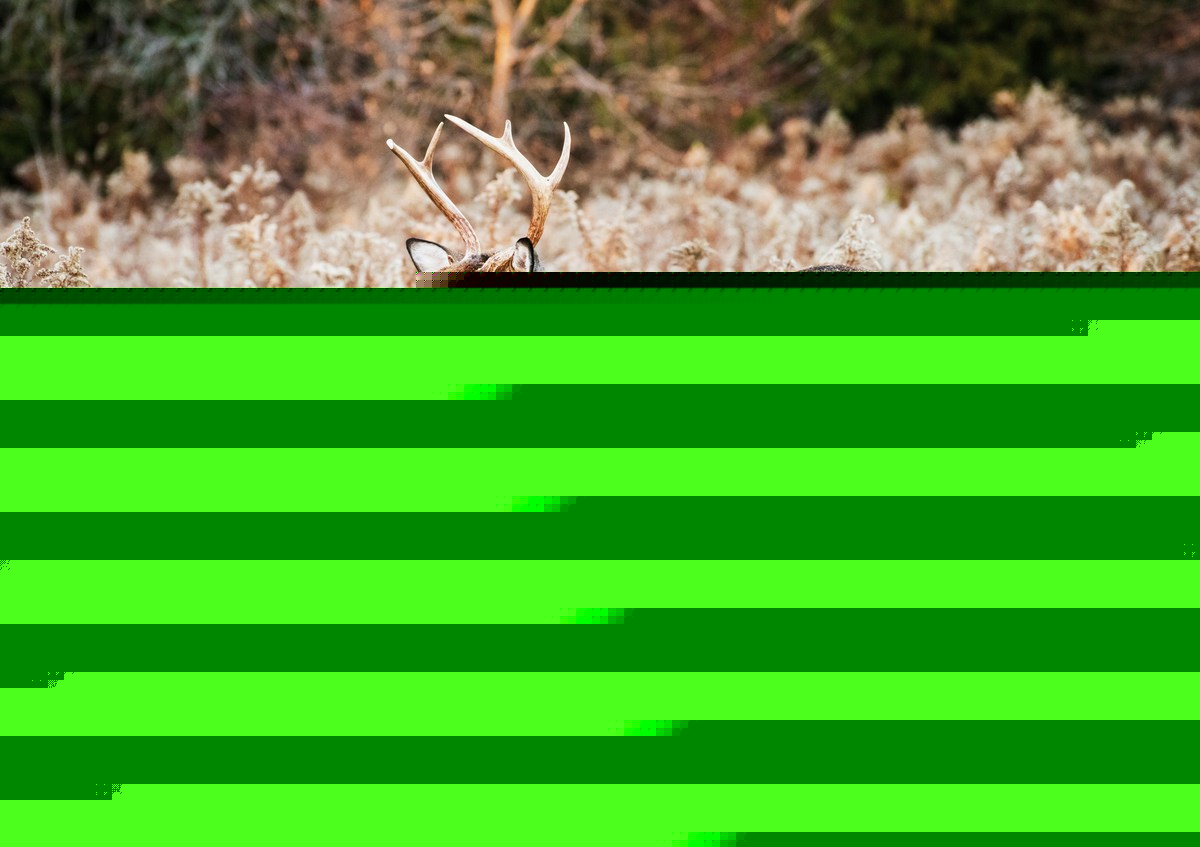 A New CWD Case Is Now Confirmed In Minnesota