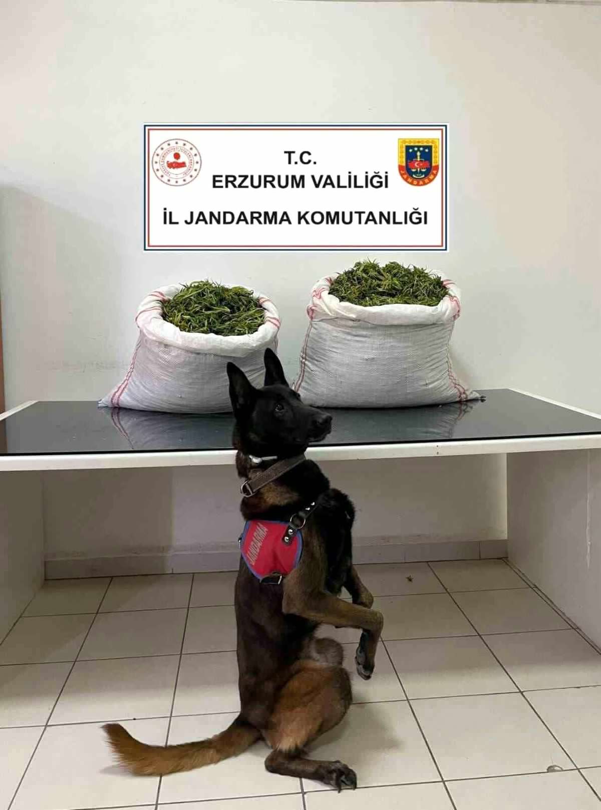 Erzurum'da Narkotik Operasyonu: 32 Kilogram Esrar Ele Geçirildi