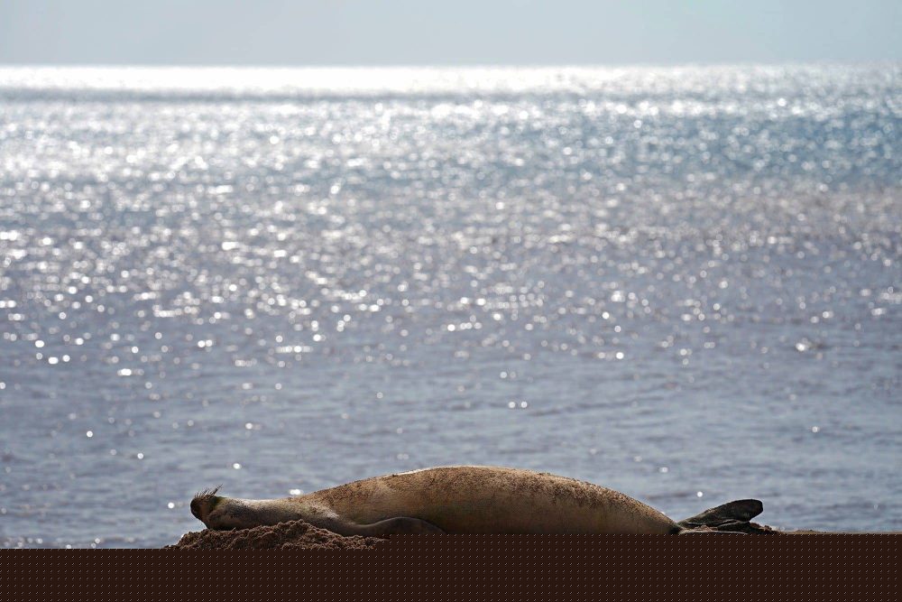 Viral Hawaiian Monk Seal Changes The Conversation On Molokaʻi