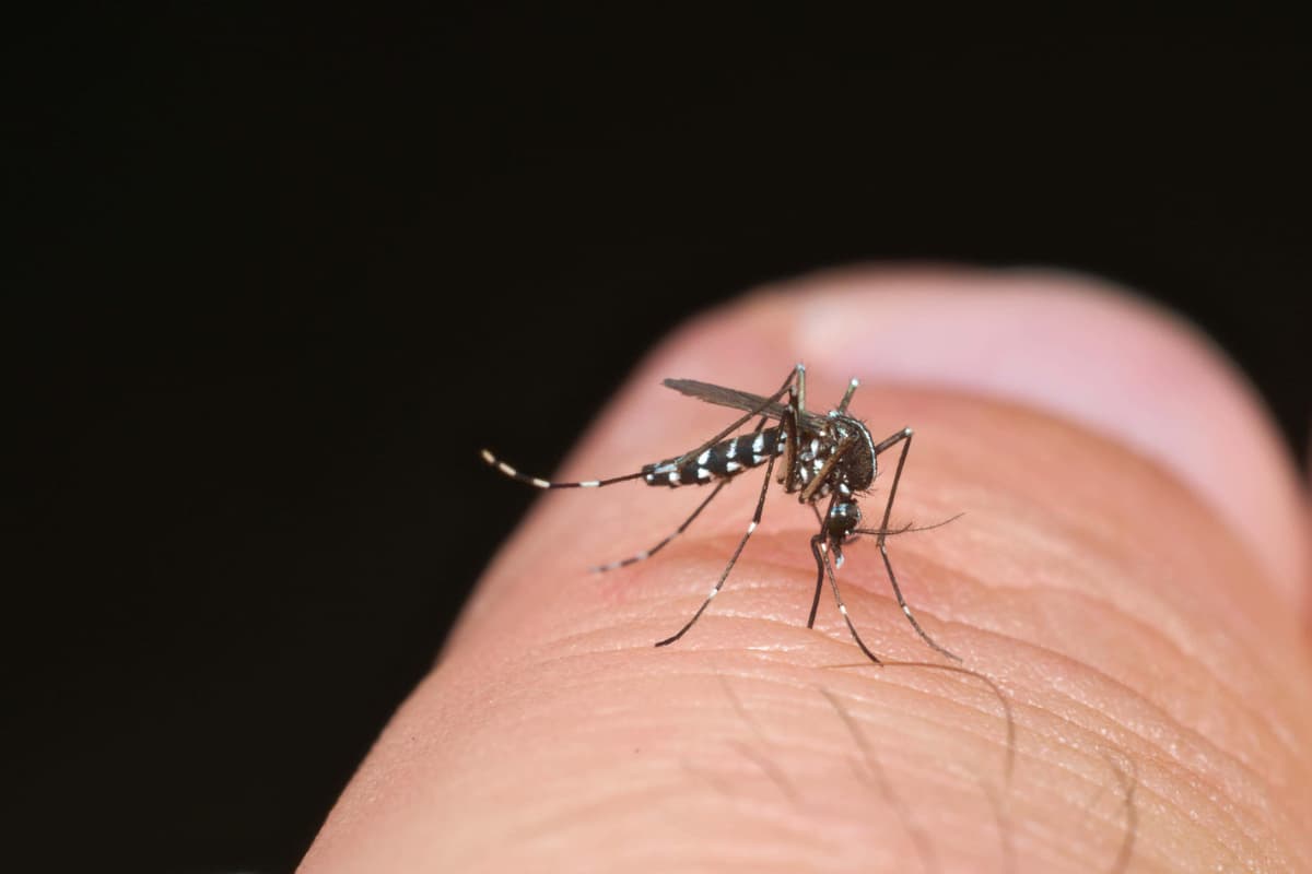 What is dengue fever and am I at risk?