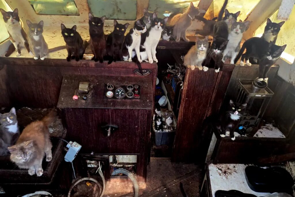 Mystery swirls over missing crew as cops rescue 30-plus cats from abandoned boat