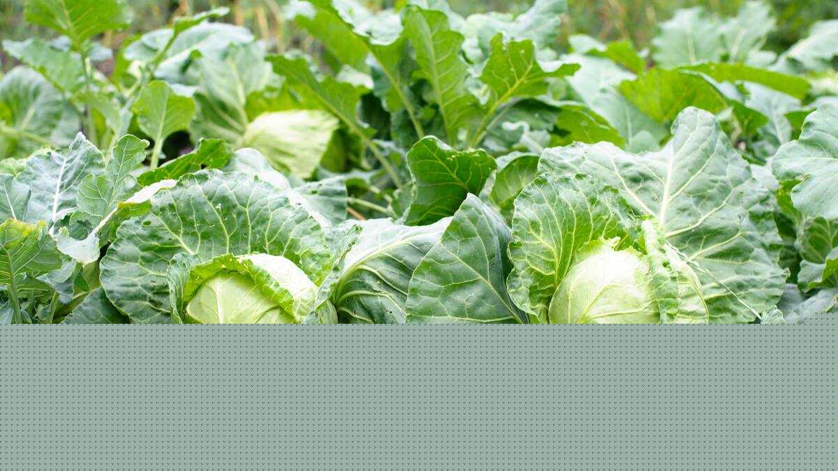 How many cabbages per acre in Kenya and the cost of farming