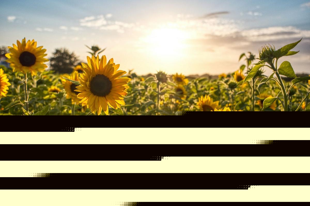Here Comes The Sun...Flowers: Isanti Field To Open Next Weekend