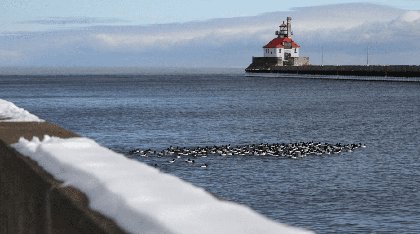 Midweek Moment: In cold weather, ducks swim together