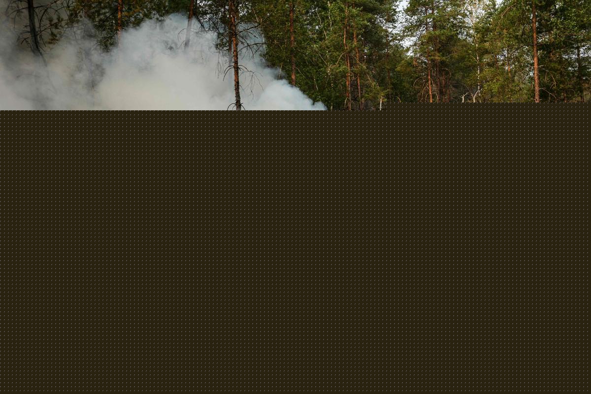 Incendie à Fontainebleau : la reprise de feu qui s’est déclarée mercredi soir est désormais « fixée », six hectares ont brûlé