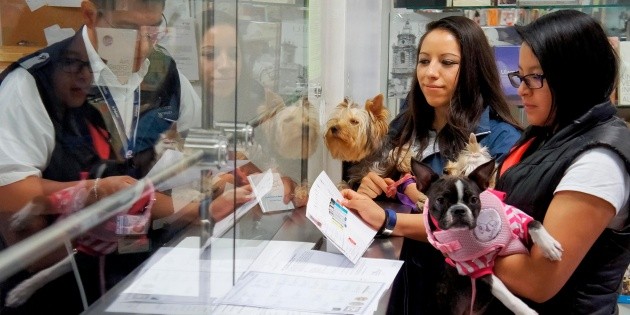 Gobierno de México exige certificado a perros y aves de EU para ingresar al país