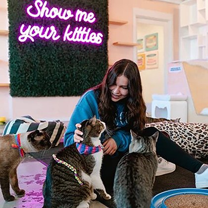 OMG! Cat cafe coming to Harvest!