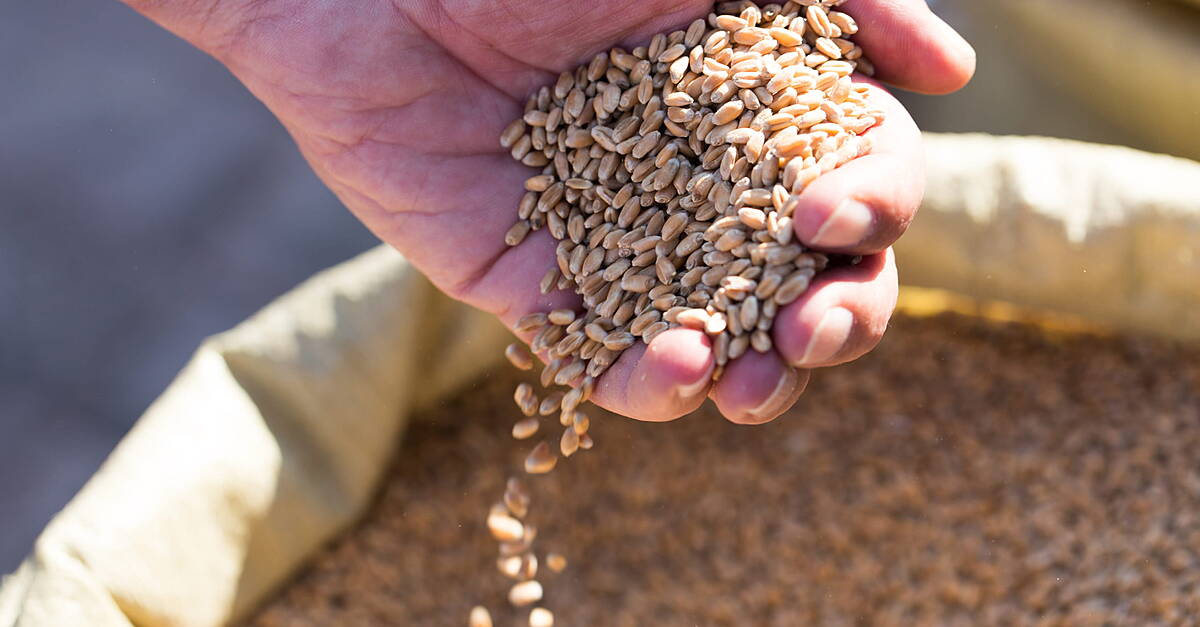 Decades Of Farm Gains, Inventories Strengthen Food System Against 'Super' El Niño