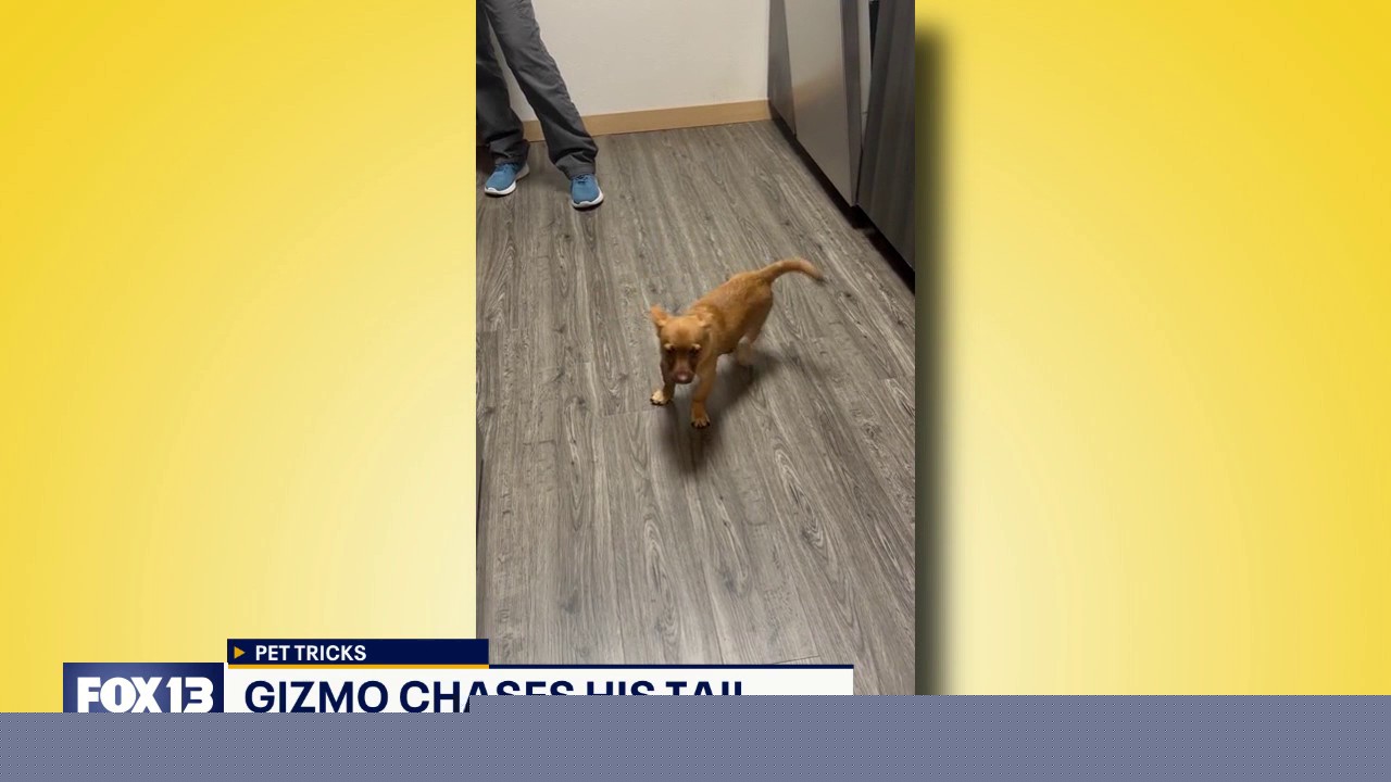 Pet Tricks for Monday, July 27