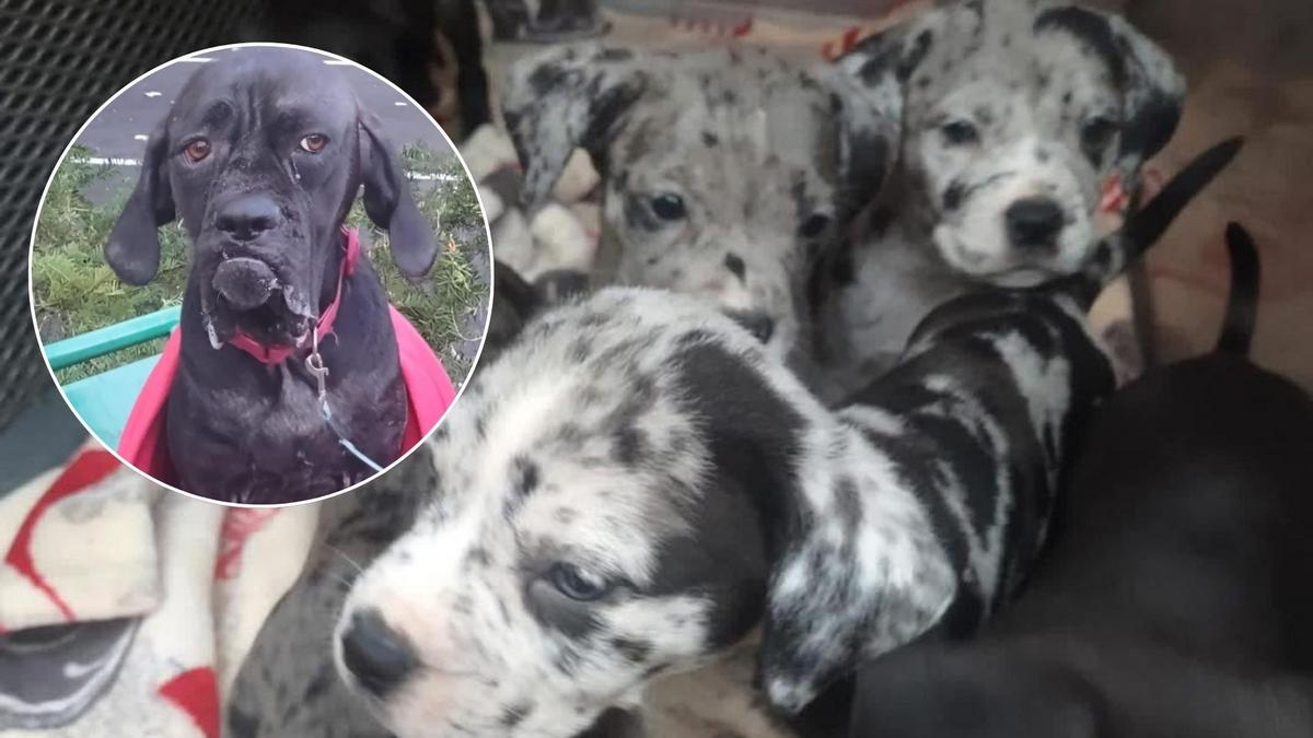 Heartbreak in Albany County: Dog Family Found Tied and Left Behind