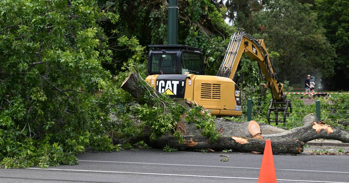 'It's no longer safe': 100-year-old tree falls, closing Wendouree Parade